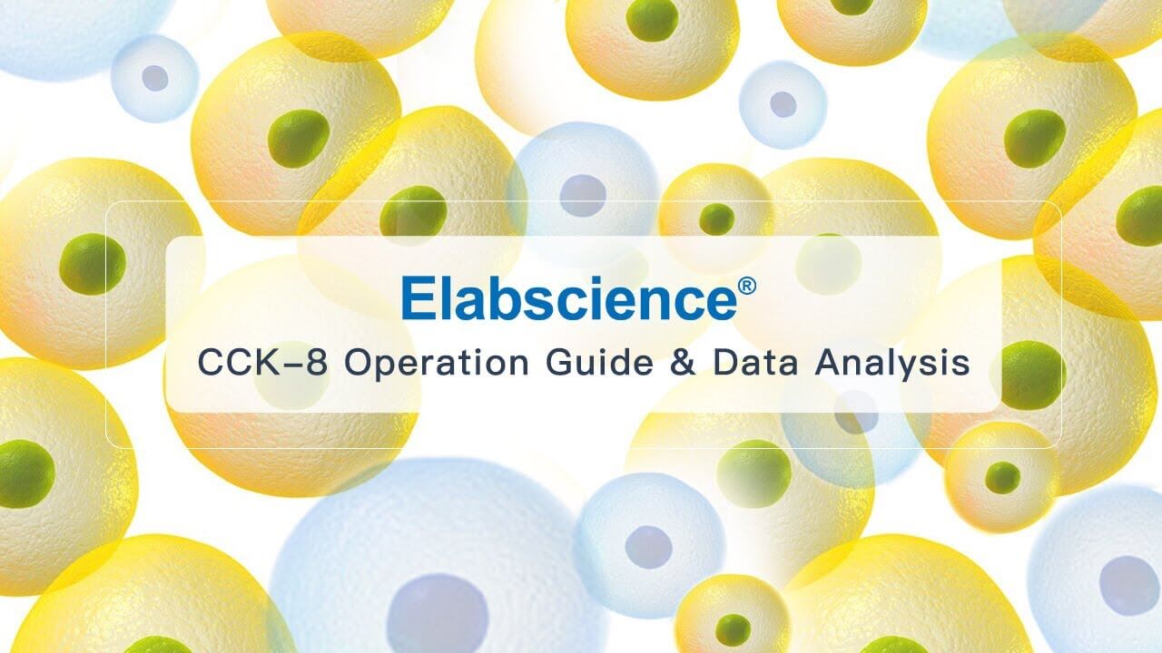 Enhanced Cell Counting Kit 8 (WST-8/CCK8) - 2