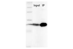 IF Related Reagents