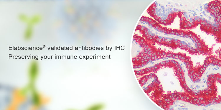 IHC Validated Antibodies