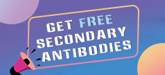 Antibodies Promotion
