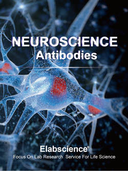 Neuroscience Antibodies