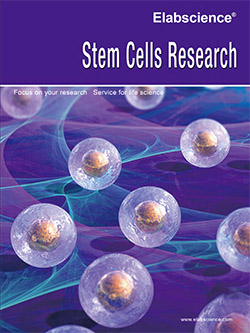 Stem Cells Research(2019)