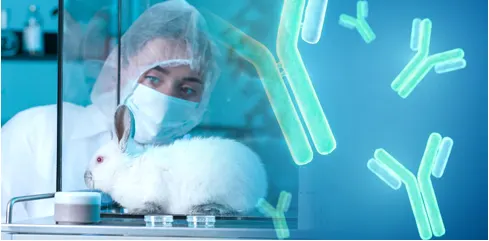Rabbit Monoclonal Antibodies