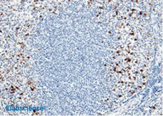 IHC on human spleen tissue using the CD14 rabbit mAb