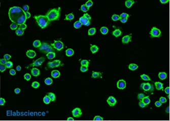 IF in SKBR3 cells using the HER2 rabbit mAb