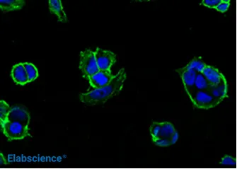 IF in MCF7 cells using the E-Cadherin rabbit mAb