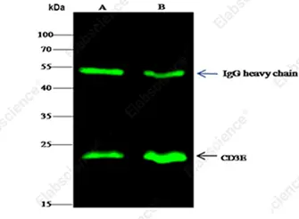IP analysis using the CD3 epsilon rabbit mAb