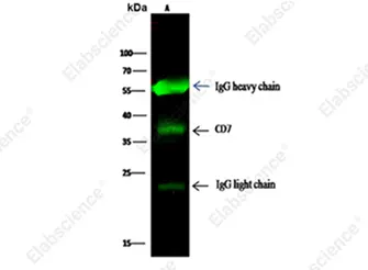IP analysis using the CD7 rabbit mAb