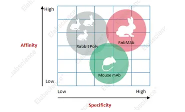 The specificity and affinity of rabbit monoclonal antibodies are higher than those of rabbit polyclonal antibodies and mouse monoclonal antibodies