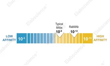 Rabbit monoclonal primary antibody displays antibody affinity level in the picomolar range compare to typical MAbs