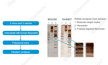 Rabbit antisera recognizes a wider range of epitopes than the mouse