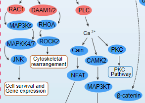 Signaling Pathways For Your Research Elabscience