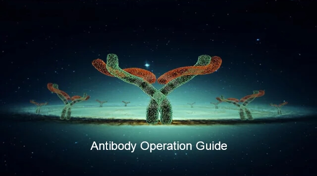 Antibody IHC Operation Guide Video