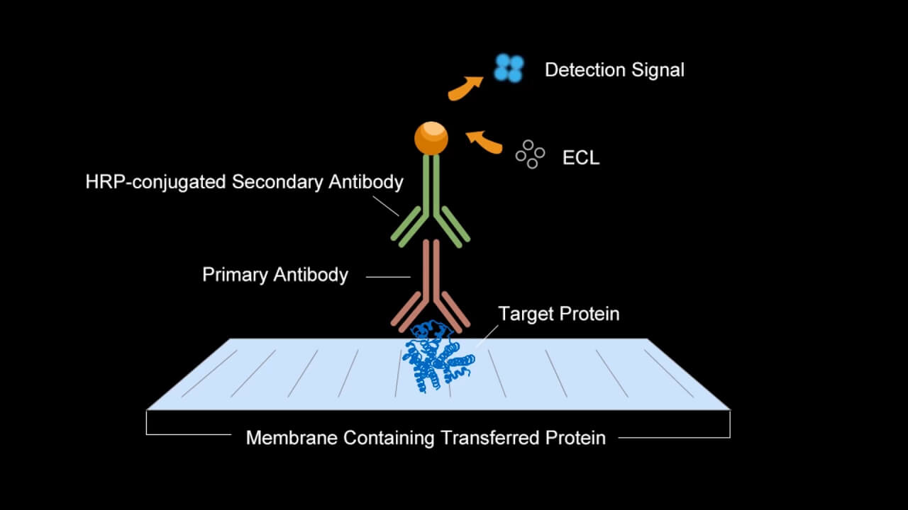 Antibody WB Operation Guide Video