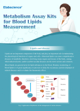 Blood Lipids Assay Kit