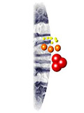 hydrophobic interaction chromatography