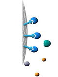 Ion exchange chromatography