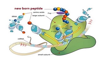 peptide model structure