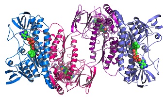 Elabscience Proteins