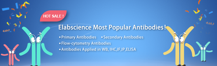 Elabscience  antibody