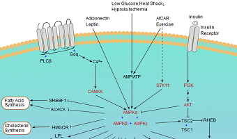AMPK signaling pathway