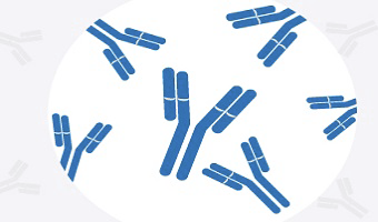 picture of antibody