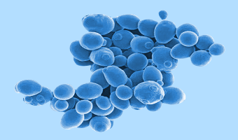 picture of yeast