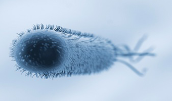 picture of E.coli
