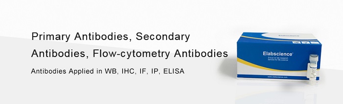 Elabscience antibody