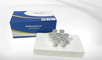 western blot analysis