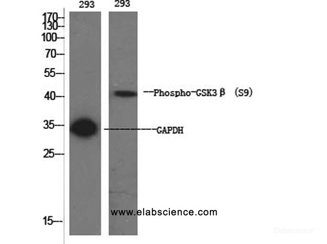 phospho antibody-Elabscience