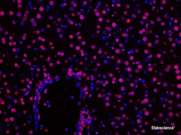 Paraffin embedded mouse liver was treated with DNase I to fragment the DNA. DNA strand breaks showed intense fluorescent staining in DNase I treated sample (red). The cells were counterstained with DAPI (blue).