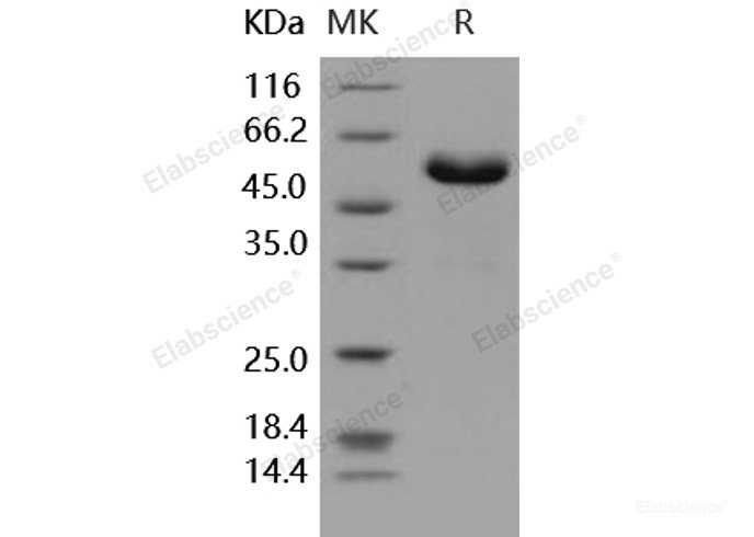 Recombinant Human CD32a / FCGR2A Protein (167 Arg, Fc tag)-Elabscience