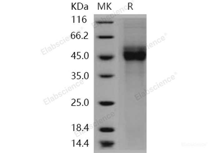 Recombinant Human CD19 / Leu-12 Protein (His tag)-Elabscience