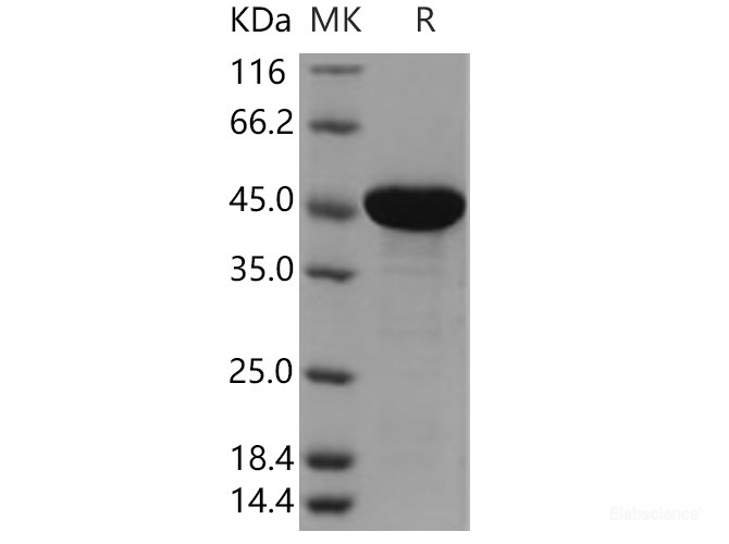 Recombinant Human EBP1 / PA2G4 Protein (His tag)-Elabscience