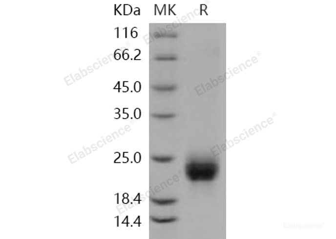 Recombinant Human R-Spondin 1 / RSPO1 Protein (aa 1-146, His tag)-Elabscience
