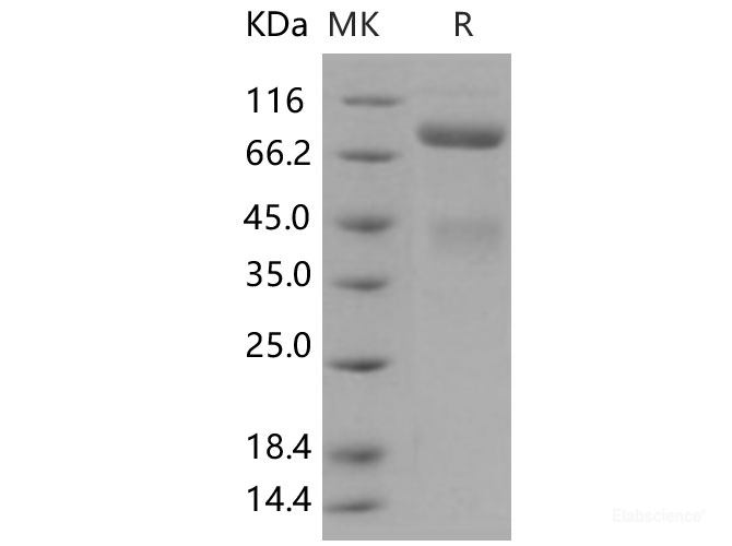 Recombinant Human c-MET / HGFR Protein (His tag)-Elabscience