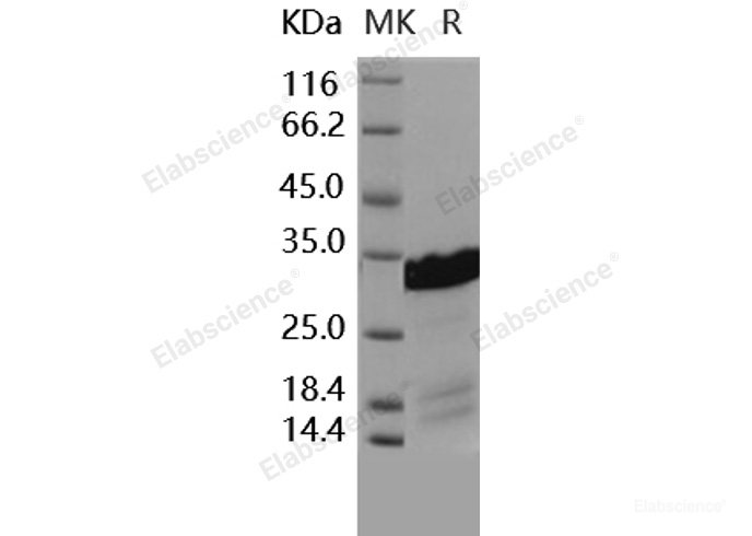 Recombinant Human BCL2L1 / Bcl-XL Protein (His tag)-Elabscience