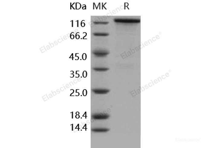 Recombinant Human/Rhesus HER4 / ErbB4 Protein (Fc tag)-Elabscience