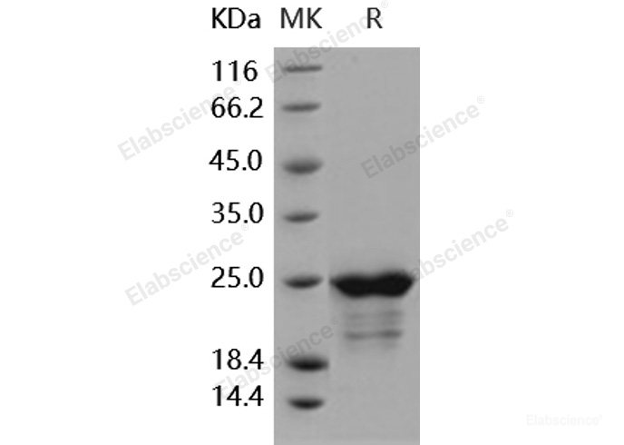 Recombinant Human SMAC / Diablo   Protein (His tag)-Elabscience