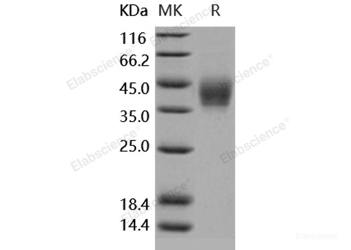 Recombinant Human B7-DC / PD-L2 / CD273 Protein (His tag)-Elabscience