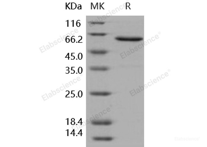 Recombinant Human JAM-A / F11R Protein (Fc tag)-Elabscience