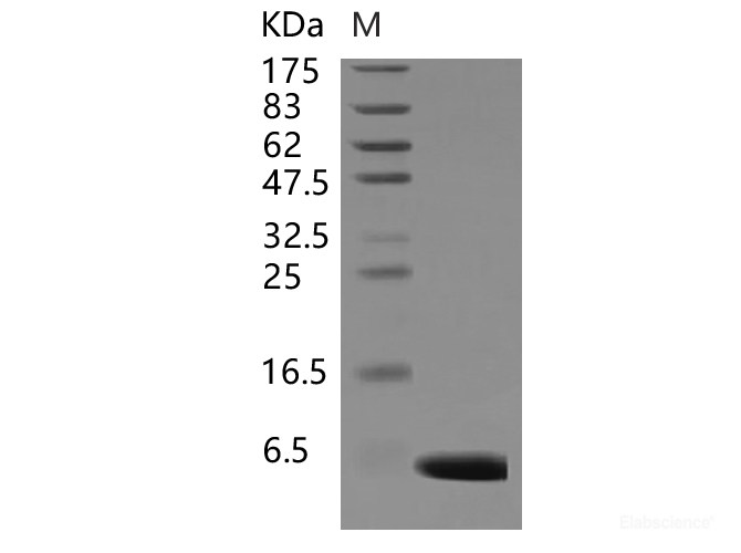 Recombinant Human S100A1 Protein-Elabscience