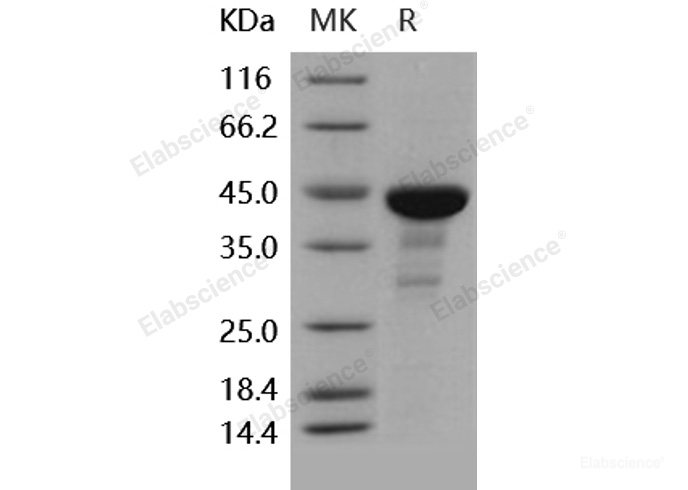 Recombinant Human CDC42 / G25K Protein (GST tag)-Elabscience