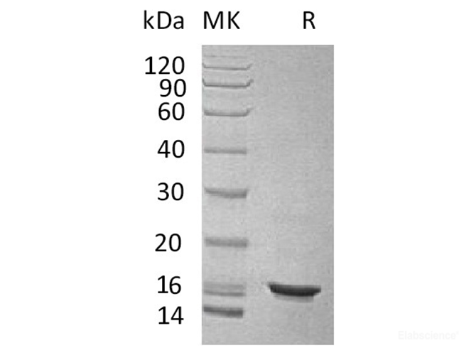 Recombinant Human IL-10 Protein-Elabscience