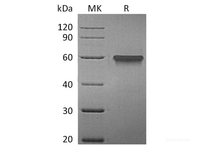 Recombinant Human 4-1BB/TNFRSF9/CD137 Protein(C-Fc)-Elabscience