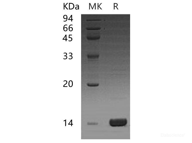 Recombinant Human C-C Motif Chemokine 16/CCL16 Protein-Elabscience