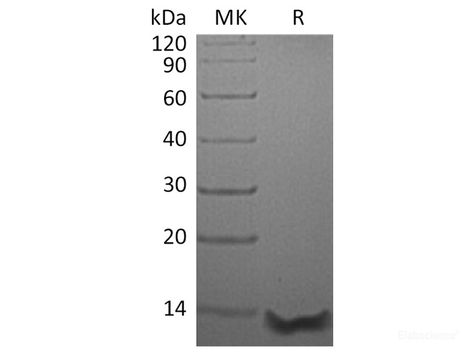Recombinant Human C-C Motif Chemokine 26/CCL26(27-94) Protein-Elabscience