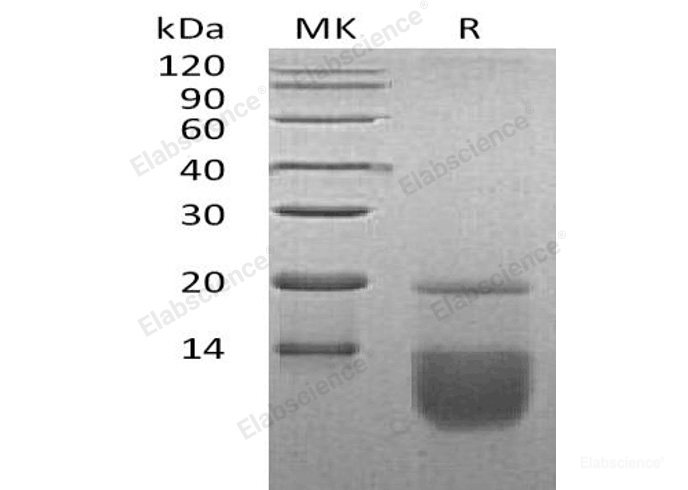 Recombinant Human C-C Motif Chemokine 3/CCL3 Protein-Elabscience