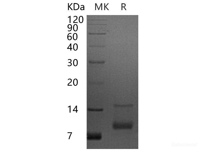 Recombinant Human C-X-C Motif Chemokine 7/CXCL7/NAP-2 Protein-Elabscience